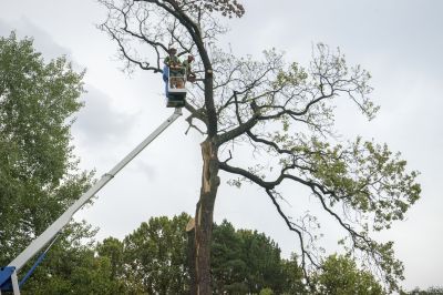 Tree Cutting in Action