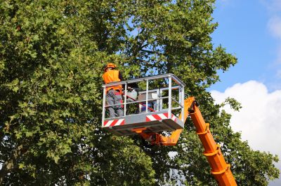 Experienced Tree Care Experts