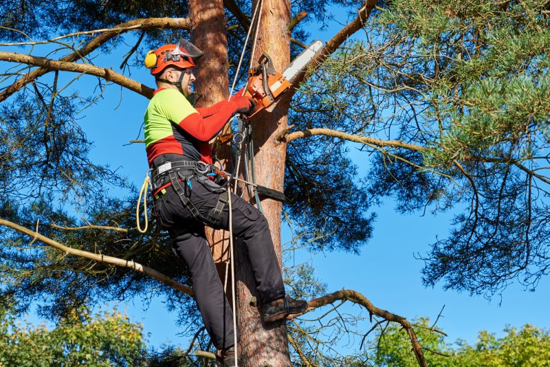 Tree Risk Assessment
