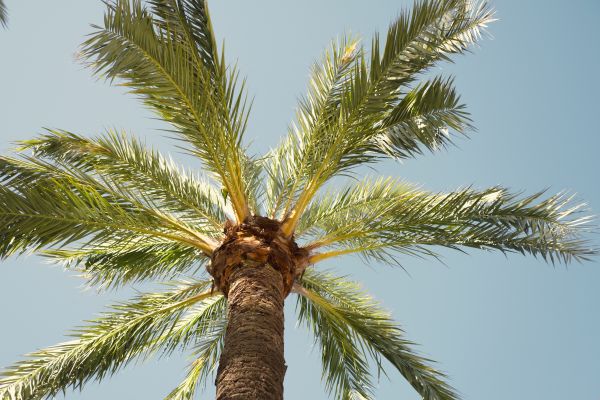 Cost of Palm Tree Removal in Irving