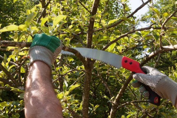 Cost of Small Tree Removal in Irving