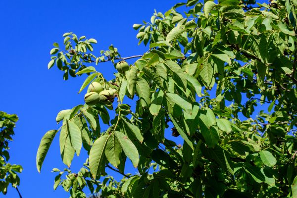 Cost of Walnut Tree Removal in Irving