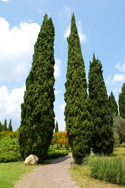 Cost of Cypress Tree Removal in Irving