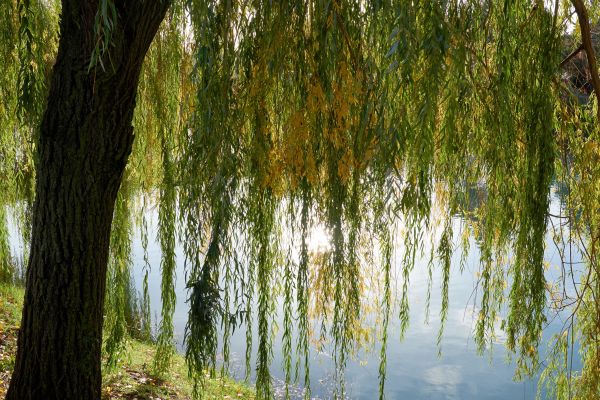 Cost of Willow Tree Removal in Irving
