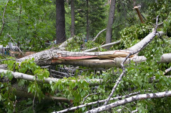 Cost of Birch Tree Removal in Irving