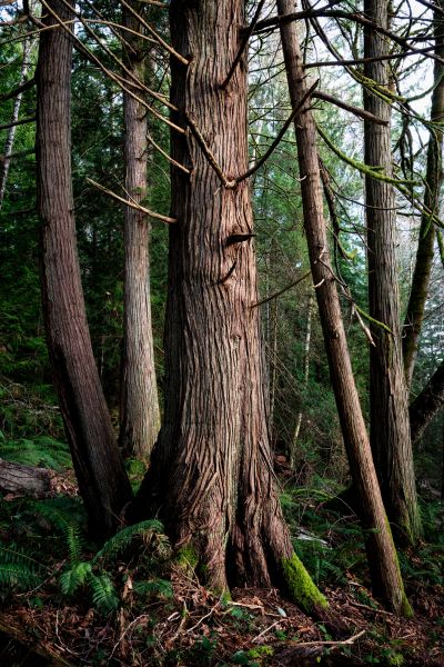 Cost of Cedar Tree Removal in Irving