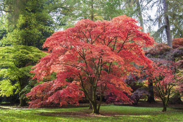 Cost of Maple Tree Removal in Irving