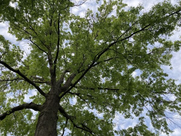 Cost of Oak Tree Removal in Irving