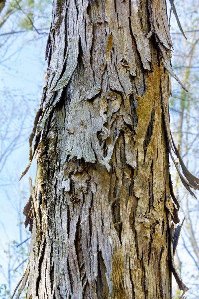 Cost of Hickory Tree Removal in Irving