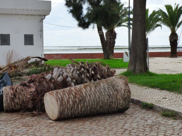 Cost of Palm Trees Removal in Irving