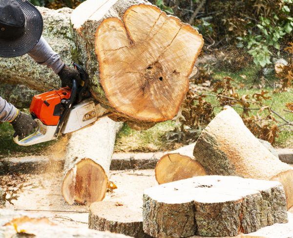 Cost of Tree Removal Service in Irving