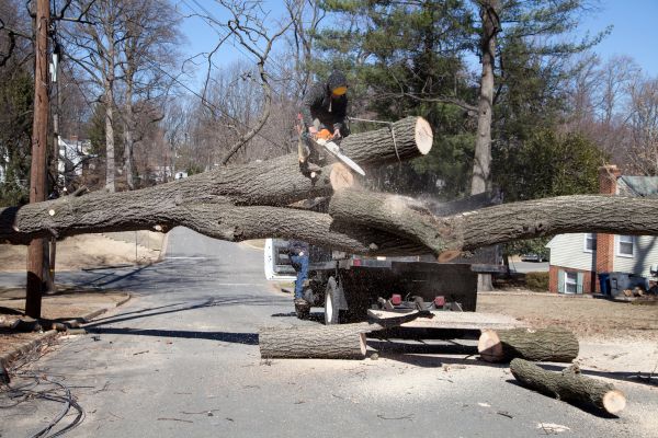 Cost of Residential Tree Removal in Irving