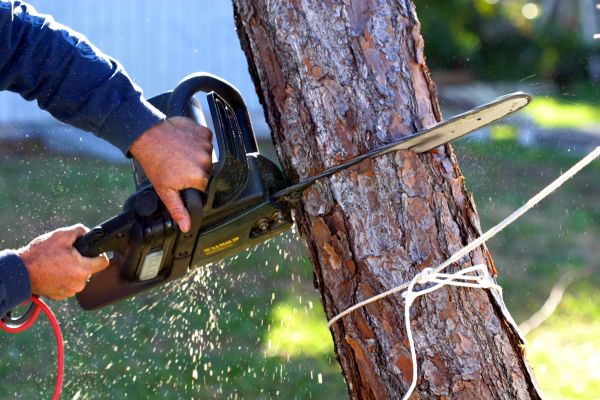 Cost of Dead Tree Removal in Irving